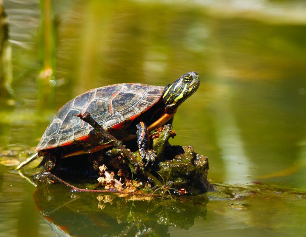 turtle